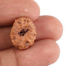 Load image into Gallery viewer, 12 Mukhi Indonesian Rudraksha - Bead No. 74
