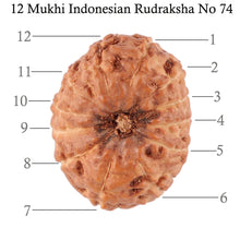 Load image into Gallery viewer, 12 Mukhi Indonesian Rudraksha - Bead No. 74