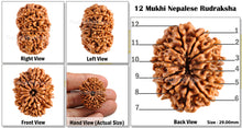 Load image into Gallery viewer, 12 Mukhi Nepalese Rudraksha - Bead No. 74