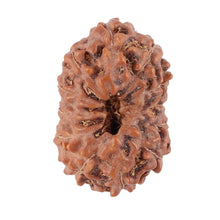Load image into Gallery viewer, 12 Mukhi Indonesian Rudraksha - Bead No. 76