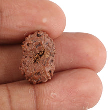 Load image into Gallery viewer, 12 Mukhi Indonesian Rudraksha - Bead No. 76