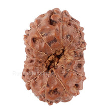 Load image into Gallery viewer, 12 Mukhi Indonesian Rudraksha - Bead No. 76