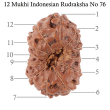 Load image into Gallery viewer, 12 Mukhi Indonesian Rudraksha - Bead No. 76