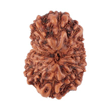 Load image into Gallery viewer, 12 Mukhi Indonesian Rudraksha - Bead No. 77