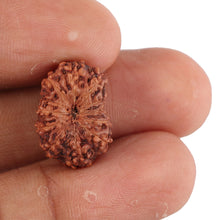 Load image into Gallery viewer, 12 Mukhi Indonesian Rudraksha - Bead No. 77