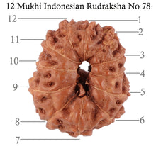 Load image into Gallery viewer, 12 Mukhi Indonesian Rudraksha - Bead No. 78