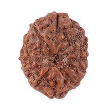 Load image into Gallery viewer, 12 Mukhi Indonesian Rudraksha - Bead No. 80