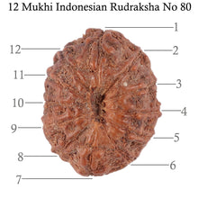 Load image into Gallery viewer, 12 Mukhi Indonesian Rudraksha - Bead No. 80