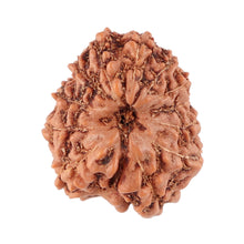 Load image into Gallery viewer, 12 Mukhi Indonesian Rudraksha - Bead No. 82