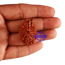 Load image into Gallery viewer, 12 Mukhi Nepalese Ganesha Rudraksha - Bead No. 85