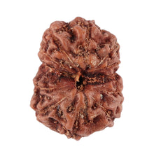Load image into Gallery viewer, 12 Mukhi Indonesian Rudraksha - Bead No. 85