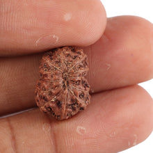 Load image into Gallery viewer, 12 Mukhi Indonesian Rudraksha - Bead No. 85