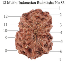Load image into Gallery viewer, 12 Mukhi Indonesian Rudraksha - Bead No. 85