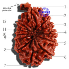 Load image into Gallery viewer, 12 Mukhi Nepalese Ganesha Rudraksha - Bead No. 85