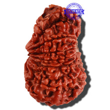Load image into Gallery viewer, 12 Mukhi Nepalese Ganesha Rudraksha - Bead No. 85
