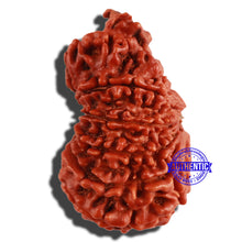 Load image into Gallery viewer, 12 Mukhi Nepalese Ganesha Rudraksha - Bead No. 85