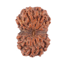 Load image into Gallery viewer, 12 Mukhi Indonesian Rudraksha - Bead No. 91