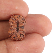 Load image into Gallery viewer, 12 Mukhi Indonesian Rudraksha - Bead No. 91