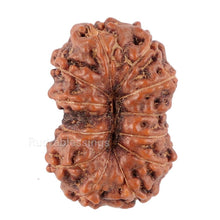 Load image into Gallery viewer, 12 Mukhi Indonesian Rudraksha - Bead No. 91