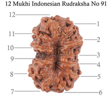 Load image into Gallery viewer, 12 Mukhi Indonesian Rudraksha - Bead No. 91
