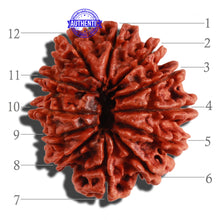Load image into Gallery viewer, 12 Mukhi Nepalese Rudraksha - Bead No. 93