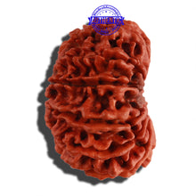 Load image into Gallery viewer, 12 Mukhi Nepalese Rudraksha - Bead No. 93