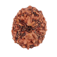 Load image into Gallery viewer, 12 Mukhi Indonesian Rudraksha - Bead No. 95