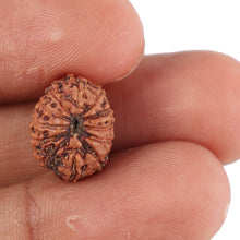Load image into Gallery viewer, 12 Mukhi Indonesian Rudraksha - Bead No. 95
