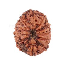 Load image into Gallery viewer, 12 Mukhi Indonesian Rudraksha - Bead No. 95