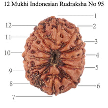 Load image into Gallery viewer, 12 Mukhi Indonesian Rudraksha - Bead No. 95
