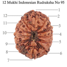 Load image into Gallery viewer, 12 Mukhi Indonesian Rudraksha - Bead No. 95