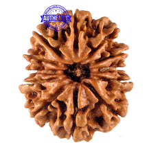 Load image into Gallery viewer, 12 Mukhi Nepalese Rudraksha - Bead No. 98
