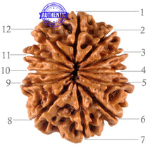 Load image into Gallery viewer, 12 Mukhi Nepalese Rudraksha - Bead No. 98