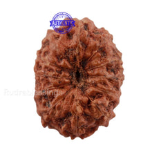 Load image into Gallery viewer, 12 Mukhi Indonesian Rudraksha - Bead No. 141