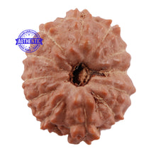 Load image into Gallery viewer, 12 Mukhi Indonesian Rudraksha - Bead No. 149