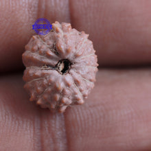 Load image into Gallery viewer, 12 Mukhi Indonesian Rudraksha - Bead No. 149