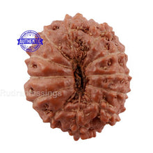 Load image into Gallery viewer, 12 Mukhi Indonesian Rudraksha - Bead No. 149