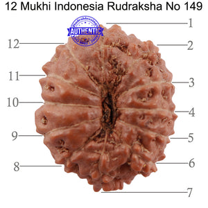12 Mukhi Indonesian Rudraksha - Bead No. 149