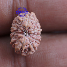 Load image into Gallery viewer, 12 Mukhi Indonesian Rudraksha - Bead No. 152