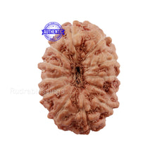 Load image into Gallery viewer, 12 Mukhi Indonesian Rudraksha - Bead No. 152