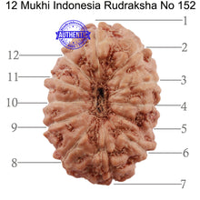 Load image into Gallery viewer, 12 Mukhi Indonesian Rudraksha - Bead No. 152