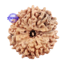 Load image into Gallery viewer, 12 Mukhi Indonesian Rudraksha - Bead No. 160
