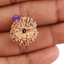 Load image into Gallery viewer, 12 Mukhi Indonesian Rudraksha - Bead No. 160