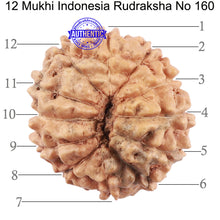 Load image into Gallery viewer, 12 Mukhi Indonesian Rudraksha - Bead No. 160