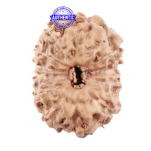 Load image into Gallery viewer, 12 Mukhi Indonesian Rudraksha - Bead No. 161