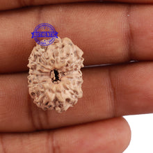 Load image into Gallery viewer, 12 Mukhi Indonesian Rudraksha - Bead No. 161