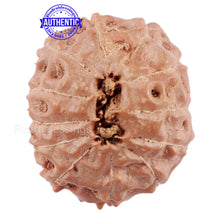 Load image into Gallery viewer, 12 Mukhi Indonesian Rudraksha - Bead No. 162