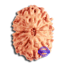 Load image into Gallery viewer, 12 Mukhi Indonesian Rudraksha - Bead No. 204