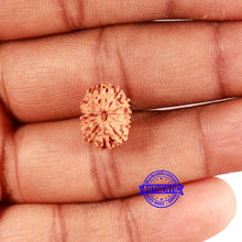 Load image into Gallery viewer, 12 Mukhi Indonesian Rudraksha - Bead No. 204