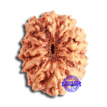 Load image into Gallery viewer, 12 Mukhi Indonesian Rudraksha - Bead No. 248